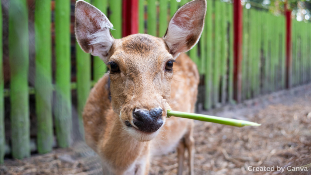 Eating without hurting animals